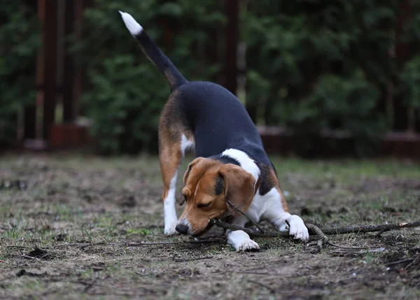 Portrait of a beautiful beagle dog,friend of the house.Thoroughbred dog on close up with blurry background, young with a lovely look.