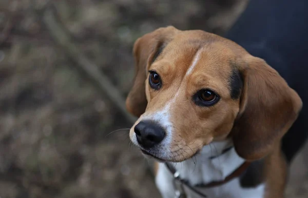 Portre bir güzel beagle köpek, ev arkadaşım. Safkan köpek yakın çekim bulanık arka plan, güzel bir bakışla genç ile.