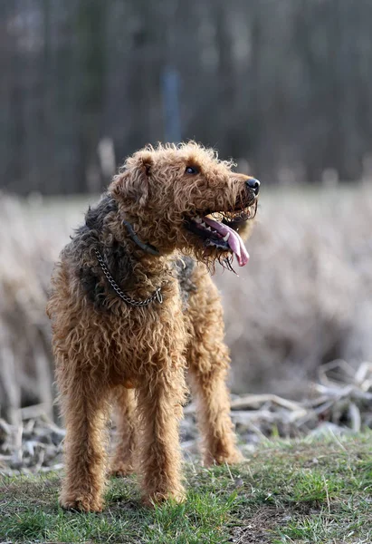 Hund Park Airedale Terrier — Stockfoto