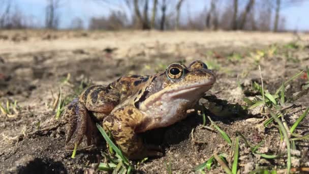 Beautiful Frog Meadow Sunny Spring Day — Stock Video