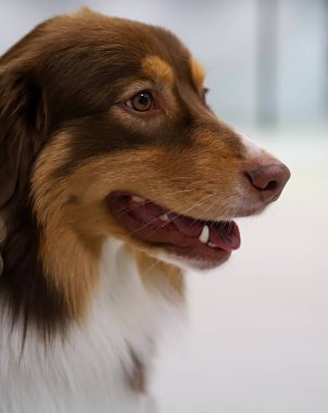 Güzel bir safkan köpek portresi