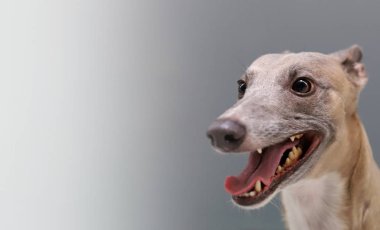 Güzel bir safkan köpek portresi