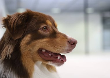 Güzel bir safkan köpek portresi