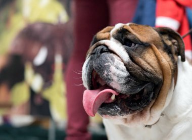 Güzel bir safkan köpek portresi 