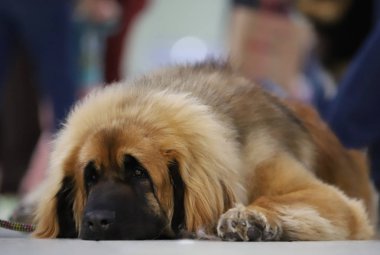 Güzel bir safkan köpek portresi