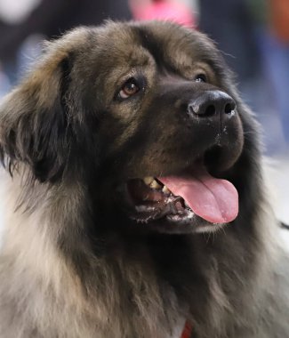 Güzel bir safkan köpek portresi