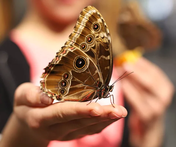 Schmetterling Auf Der Hand Einer Frau — Stockfoto