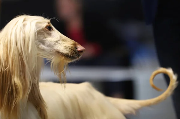 Güzel bir safkan köpek portresi