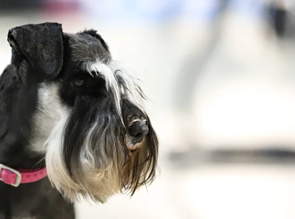 Piękny Rasowy Pies Portret — Zdjęcie stockowe