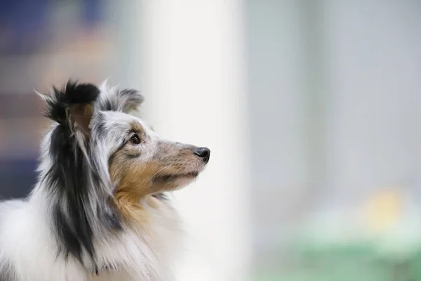 Retrato Hermoso Perro Pura Sangre — Foto de Stock