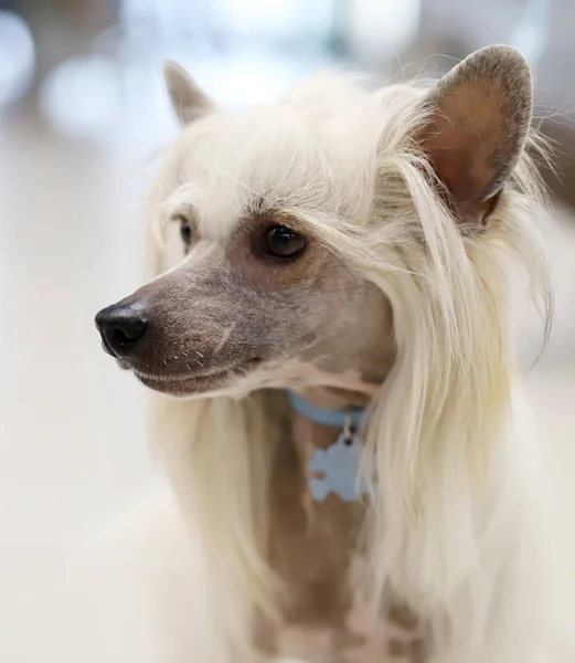 Портрет Красивой Чистокровной Собаки — стоковое фото