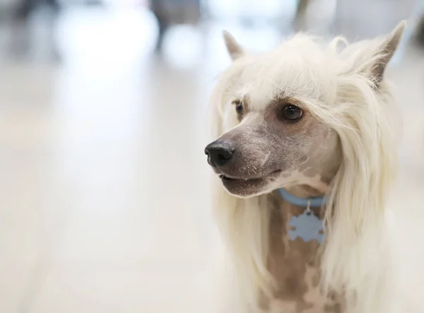 Piękny Rasowy Pies Portret — Zdjęcie stockowe