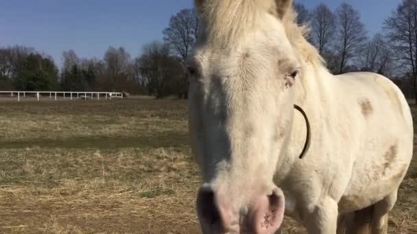 Häst Fält Polen — Stockvideo