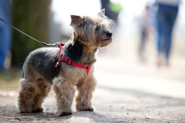 köpek portresi, Yorkshire Terrier