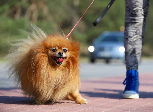 Porträtt Pomeranian Hund — Stockfoto