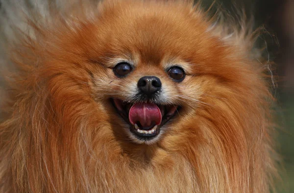 Porträtt Pomeranian Hund — Stockfoto