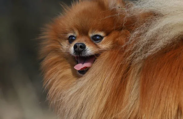 Pomeranian Köpek Portresi — Stok fotoğraf
