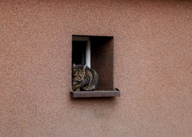Vahşi kedi şehirde.