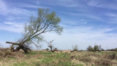 nehir ağaçları ve mavi gökyüzü ile manzara, Polonya'da bahar