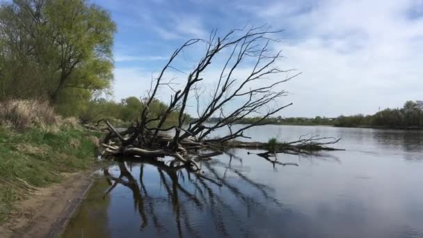 Suda Ağaç Ilkbaharda Nehir Polonya — Stok video