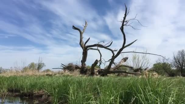 Ландшафт Річковими Деревами Блакитним Небом Весна Польщі — стокове відео