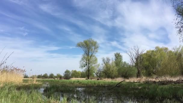 Paisaje Con Árboles Río Cielo Azul Primavera Polonia — Vídeos de Stock