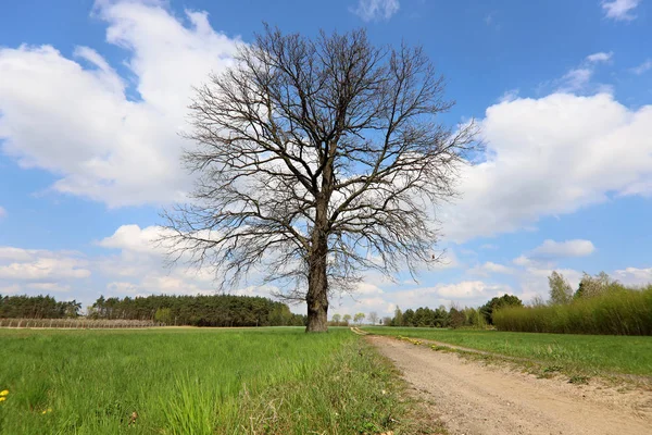 lonely tree by the road,rural road in the field, spring Poland