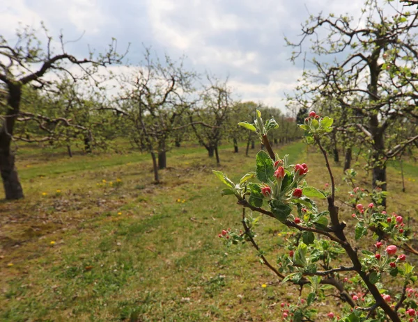 Huerto Con Árboles Frutales Primavera Polonia — Foto de Stock