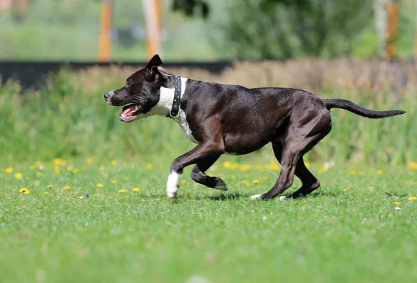 Hund Läuft Auf Gras American Staffordshire Terrier — Stockfoto