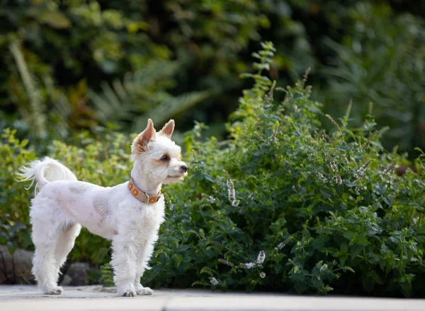 Hund Garten Yorkshire Kleiner Weißer Hund — Stockfoto