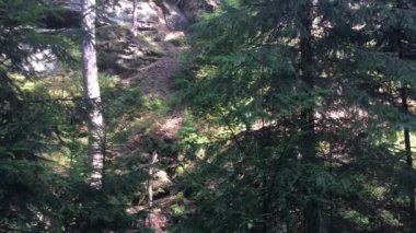 Çek İsviçre Milli Parkı, kayalar ve ağaçlar