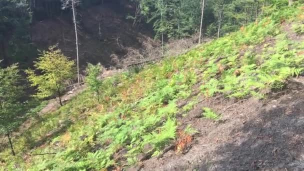 Parc National Suisse Tchèque République Tchèque Paysage Hautes Roches Verdure — Video