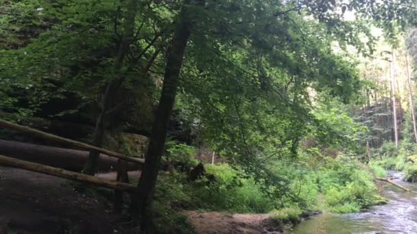 捷克瑞士国家公园 岩石和树木之间的森林中的河流 — 图库视频影像