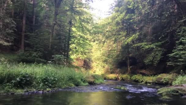 Çek Sviçre Milli Parkı Kayalar Ağaçlar Arasında Ormanda Nehir — Stok video