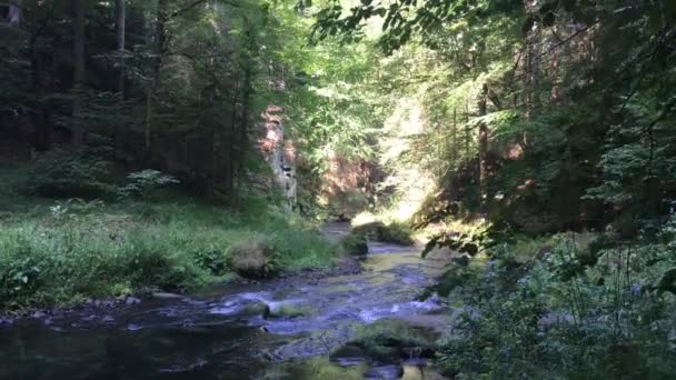 Çek Sviçre Milli Parkı Kayalar Ağaçlar Arasında Ormanda Nehir — Stok video