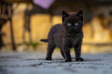 küçük kahverengi kedi yavrusu kamera bakıyor, portre, küçük kahverengi kedi yavrusu yan bakıyor, metin için alan