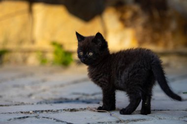 küçük kahverengi kedi yavrusu kamera bakıyor, portre, küçük kahverengi kedi yavrusu yan bakıyor, metin için alan
