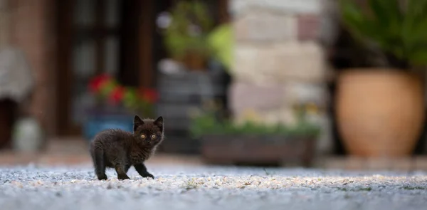 little brown kitten is looking at the camera, portrait, the little brown kitten is looking sideways, space for text