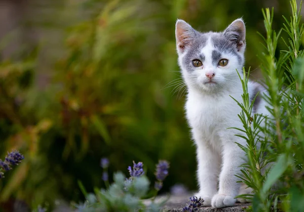 little kitty in the garden, small beautiful young kitty, portrait