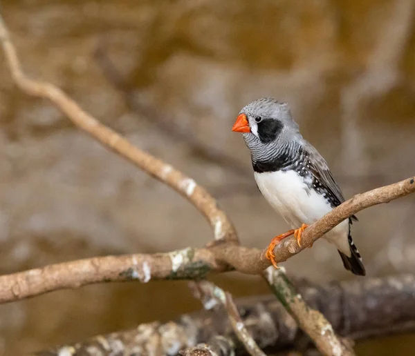 tiny breeding bird, Zeberka (Poephila guttata)Taeniopygia guttata