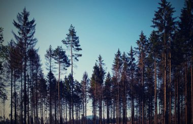 Uzun uzun ve dikey ağaçlar. Çek İsviçre Milli Parkı. Kumtaşı oluşumları, vahşi vadileri ve donmuş şelaleleri ile ünlü bir milli park.