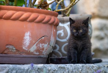  tencerede küçük kedicik