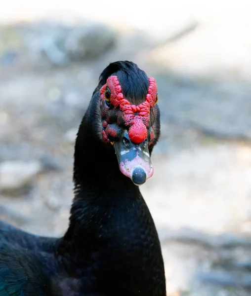 Kachna Pižmová Cairina Moschata — Stock fotografie