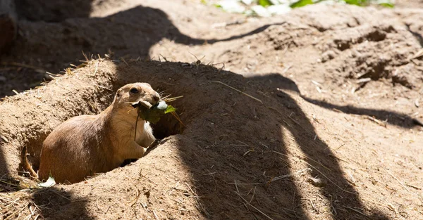 Prärien Förföljer Mongooses Tjeckisk Republik Zoo Decin — Stockfoto