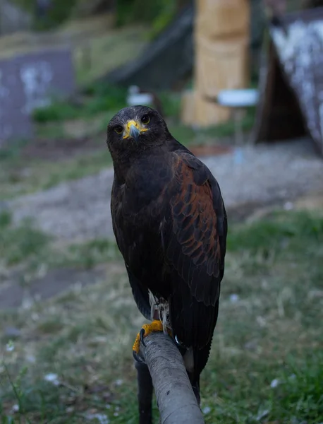 Greifvogel Tschechische Republik — Stockfoto