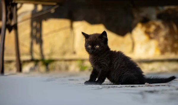 Piccolo Gattino Marrone Giovane Animale — Foto Stock