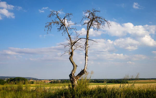 Strom Poli Suchý Strom — Stock fotografie