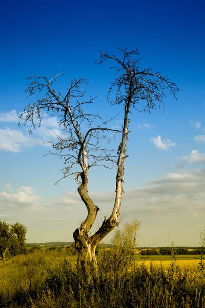 Drzewo Polu Suszone Drzewo — Zdjęcie stockowe