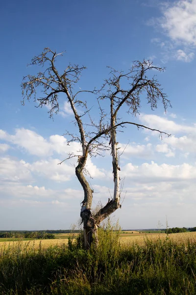 Strom Poli Suchý Strom — Stock fotografie