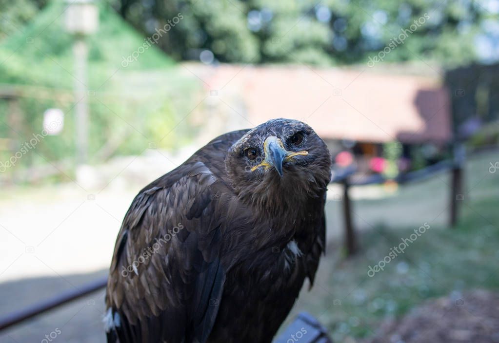 bird of prey, Czech Republic